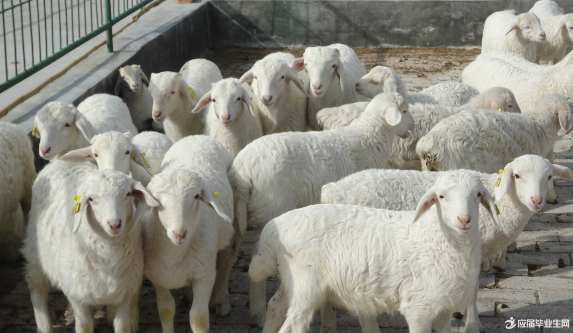 农村养羊创业计划书